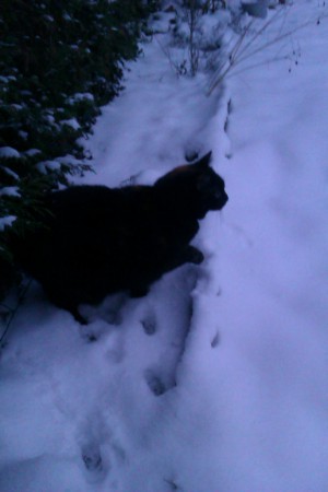 Anubis dans la neige